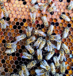 Essaim de l'année, abeilles noires sur cadres dadant droits