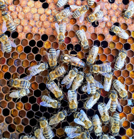 Essaim hiverné abeille noire sur cadres dadant droits
